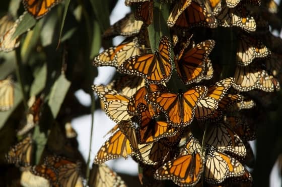 monarch butterfly grove